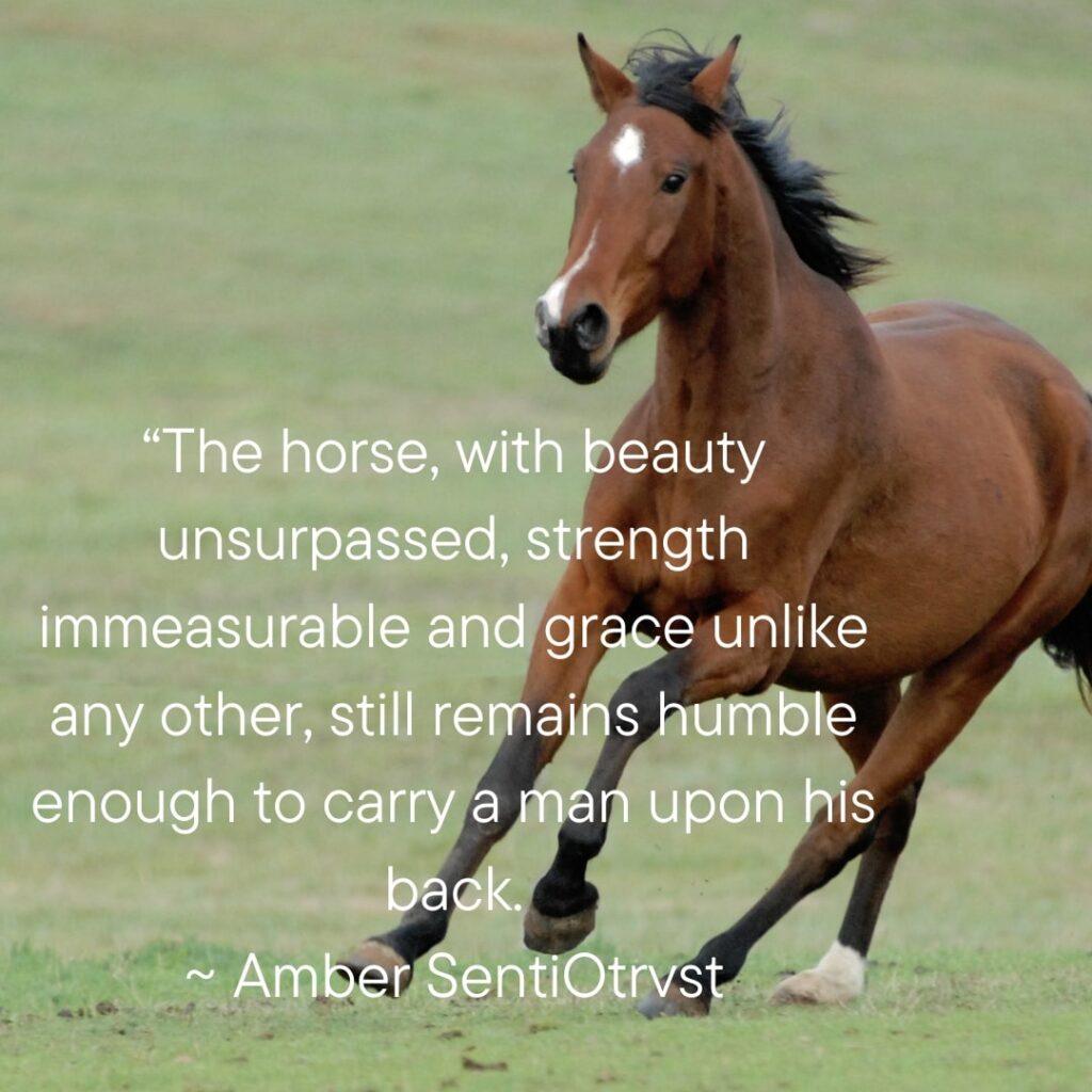 Top 10 Funny Quotes About Horses