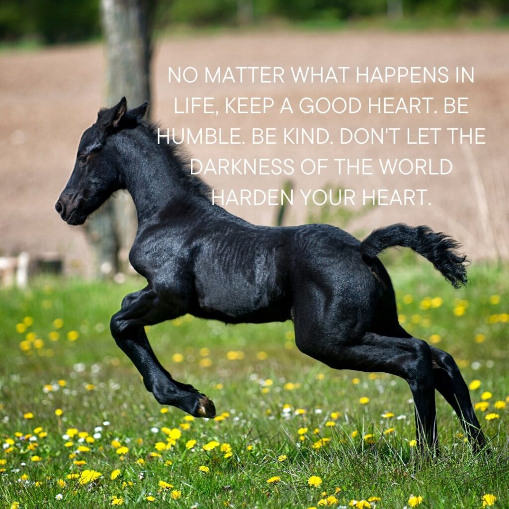 Quotes About Horses